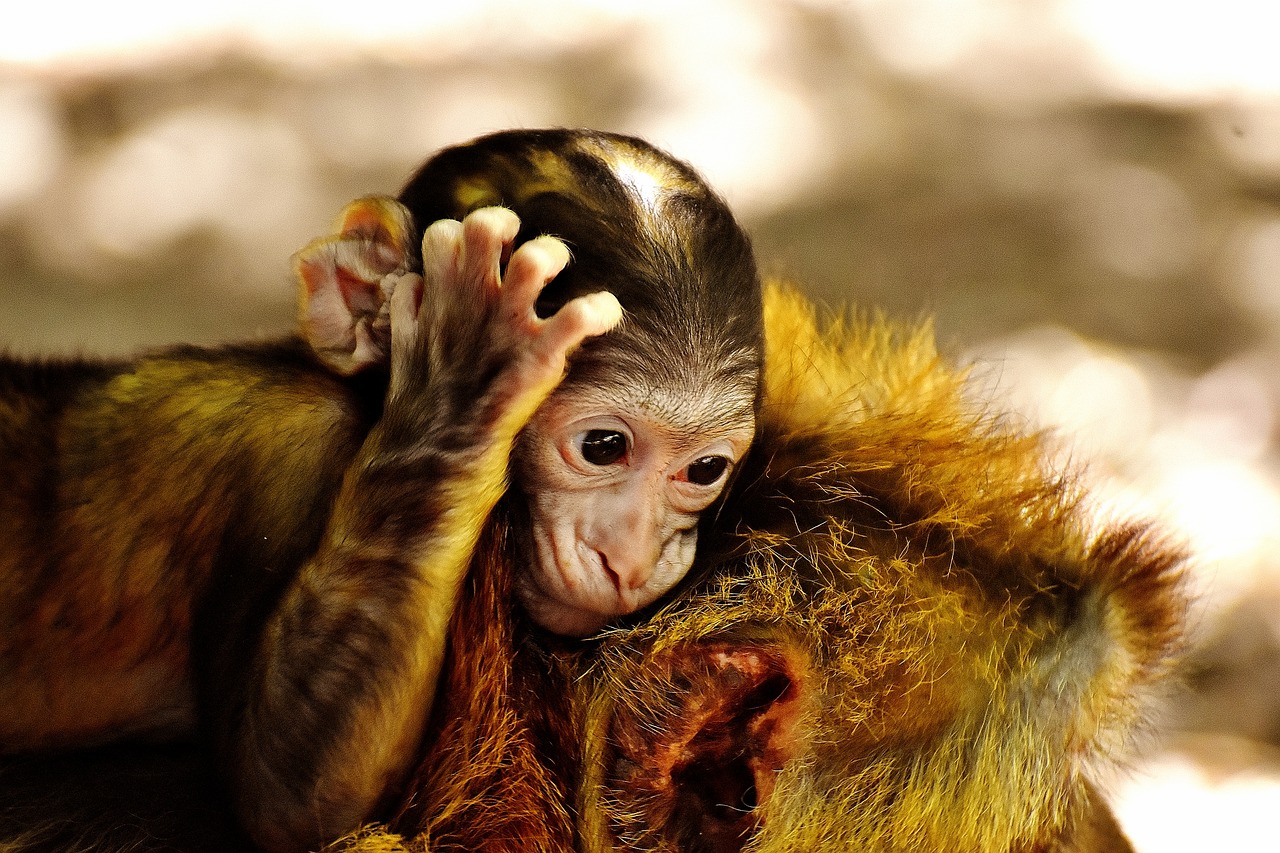 Stay safe around monkeys in India