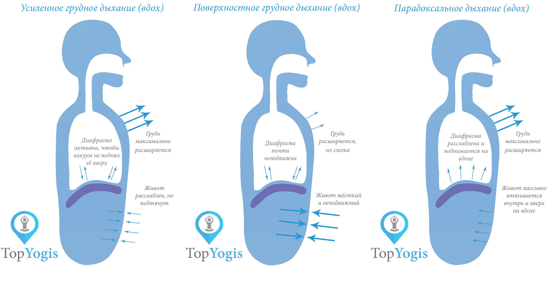 Глубокое и поверхностное грудное дыхание Анатомия йоги
