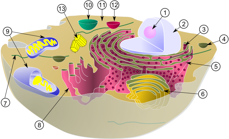 Mitochondria in cells, effects on strength training on metabolism