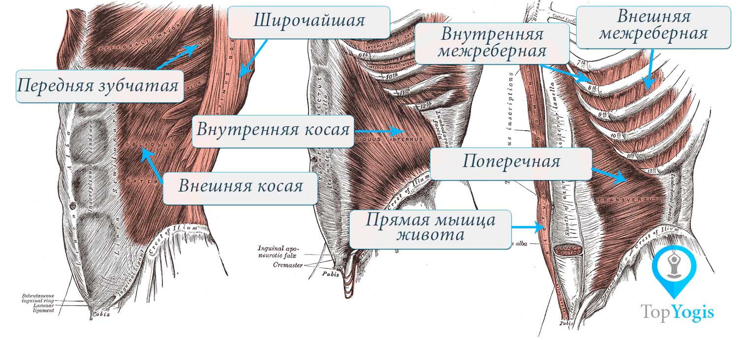Мышцы живота и дыхание Анатомия йоги