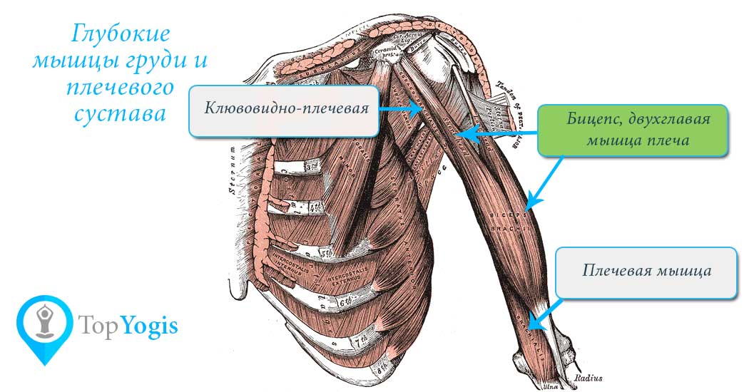 Бицепс двухглавая мышца плеча