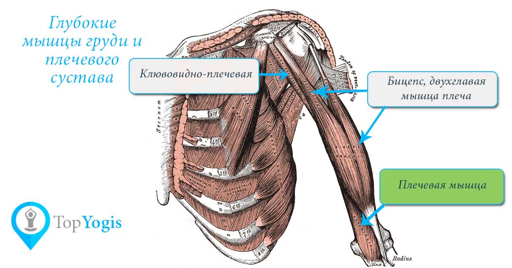 Плечевая мышца и асаны анатомия йоги