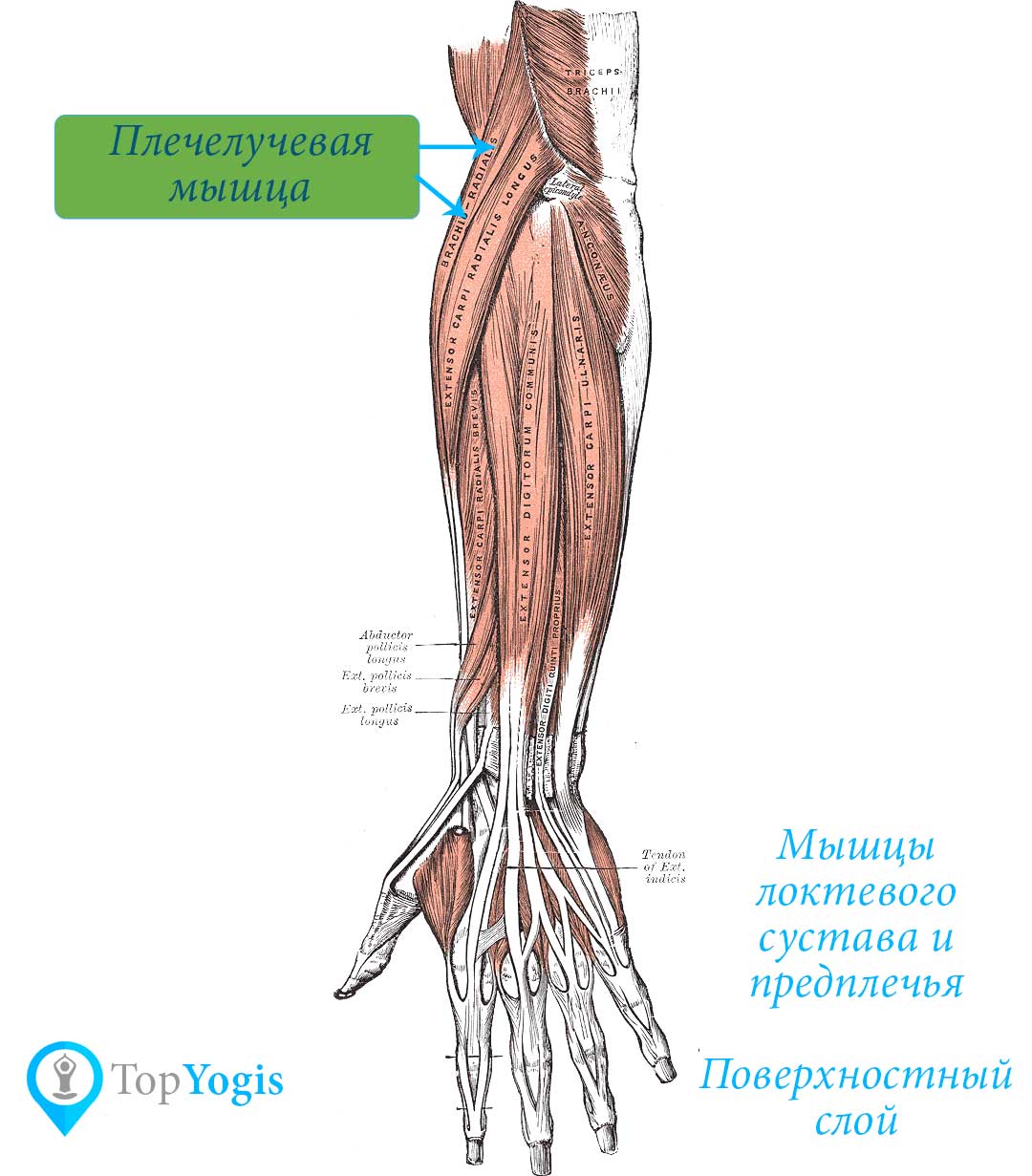 Плечелучевая мышца руки и плеча асаны и практики анатомия йоги