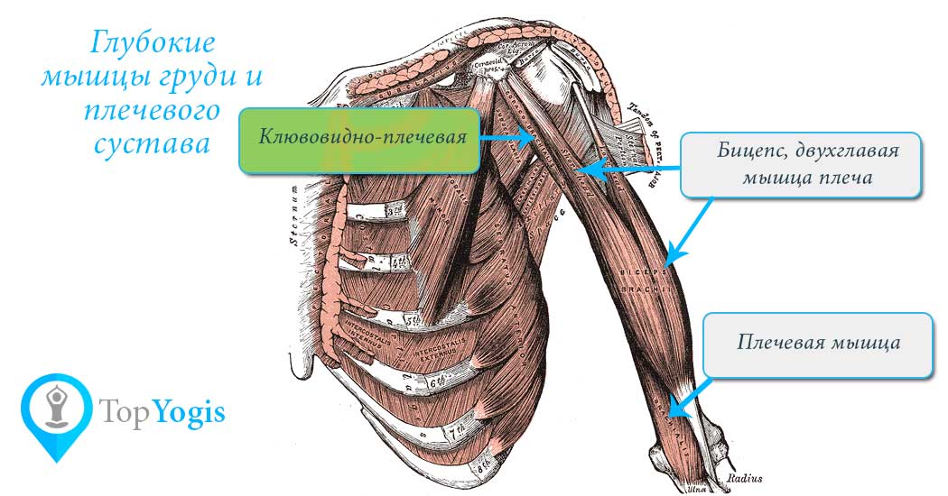 Клювовидно-плечевая мышца анатомия йоги
