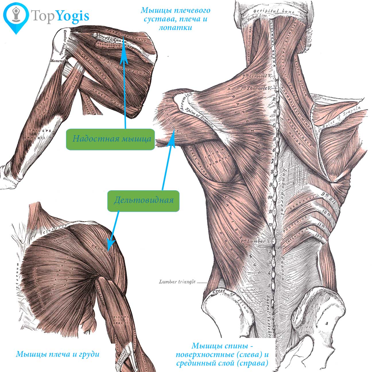 Дельтовидная мышца упражнения анатомия йоги