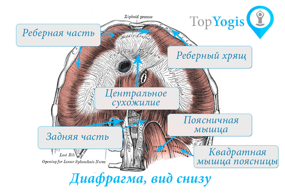Диафрагма и дыхание анатомия йоги
