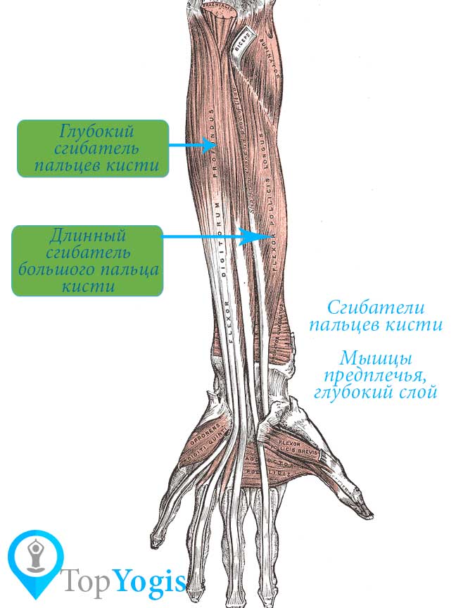 Мышцы руки сгибатели пальцев анатомия йоги