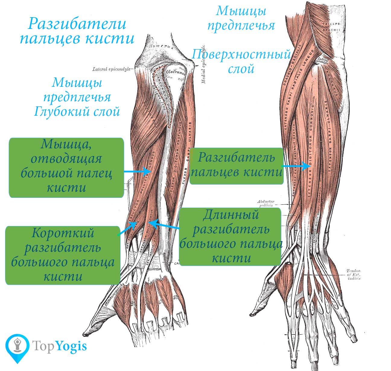 Мышцы руки разгибатели пальцев кисти анатомия йоги