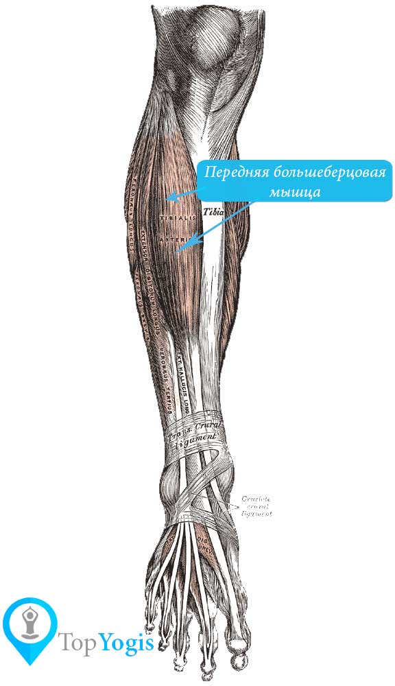 Передняя большеберцовая мышца анатомия йоги