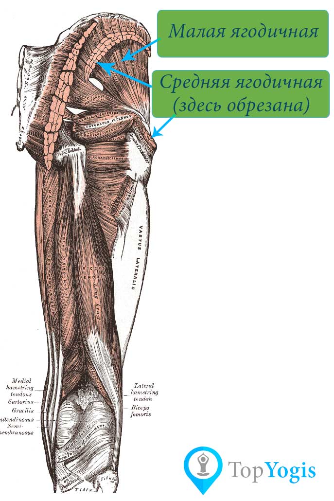 Малая и средняя ягодичная мышцы анатомия йоги