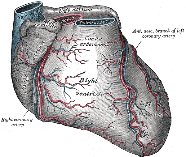 Coronary arteries, heart health and strength training