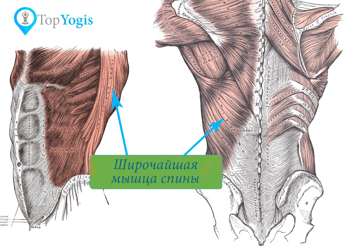 Широчайшая мышца спины упражнения йоги