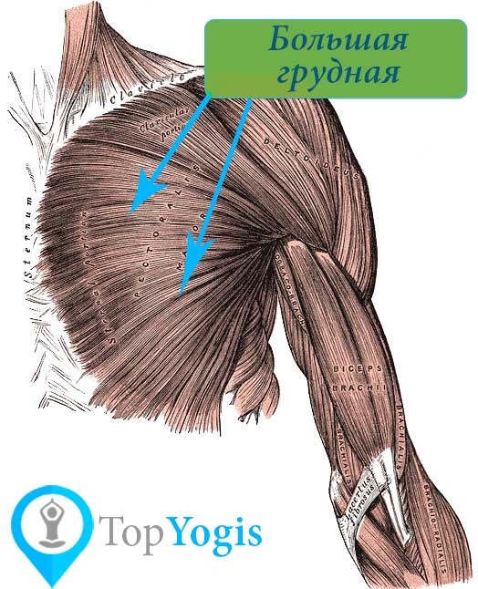 Большая грудная мышца упражнения анатомия йоги