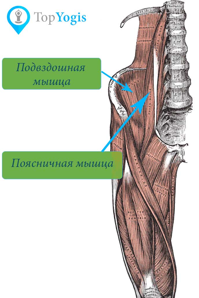 Поясничная и подвздошная мышцы анатомия йоги