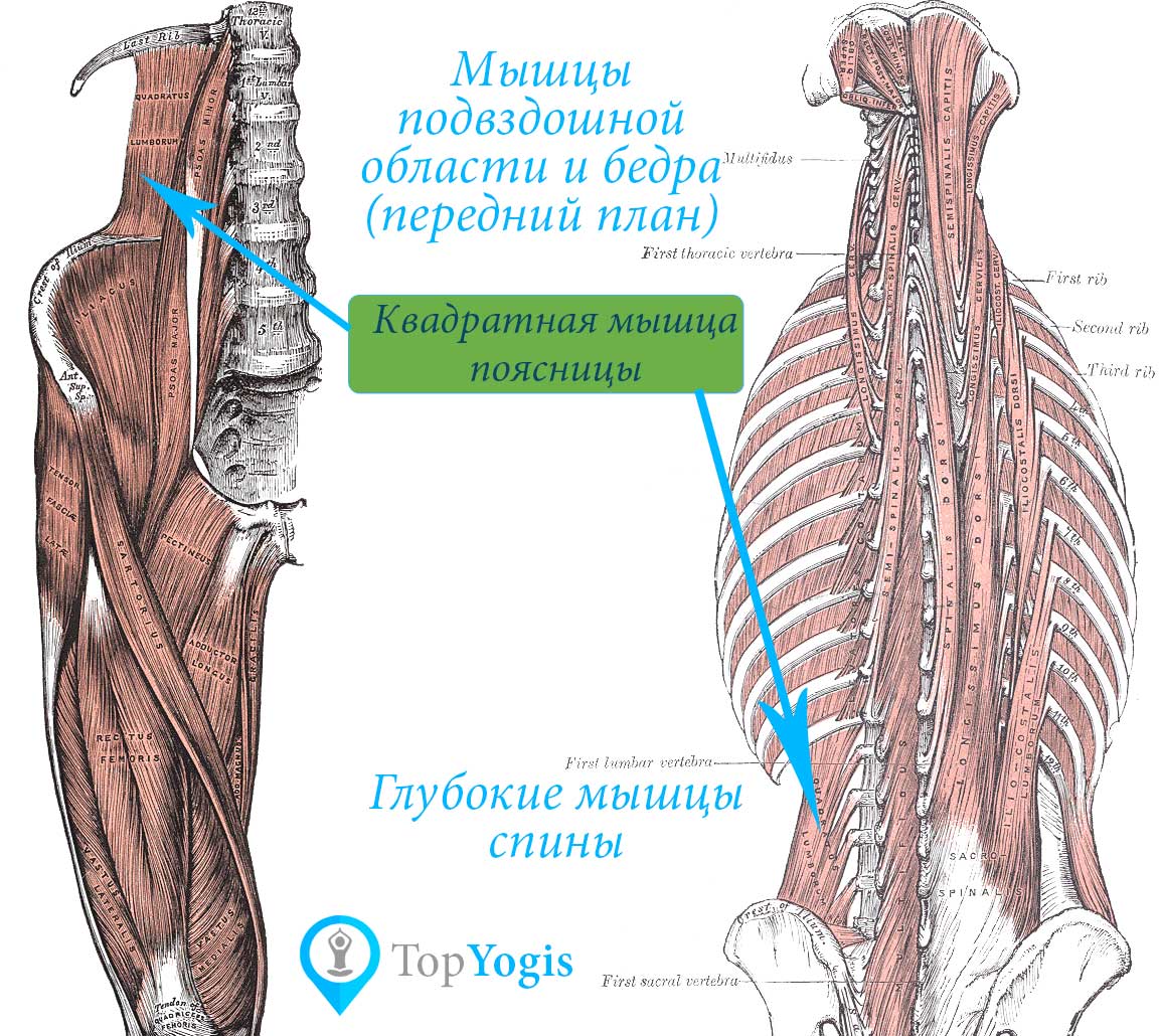 Квадратная мышца поясницы асаны и упражнения анатомия йоги