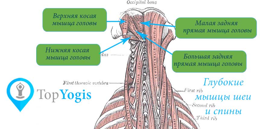 Прямые мышцы головы и косые мышцы головы анатомия йоги