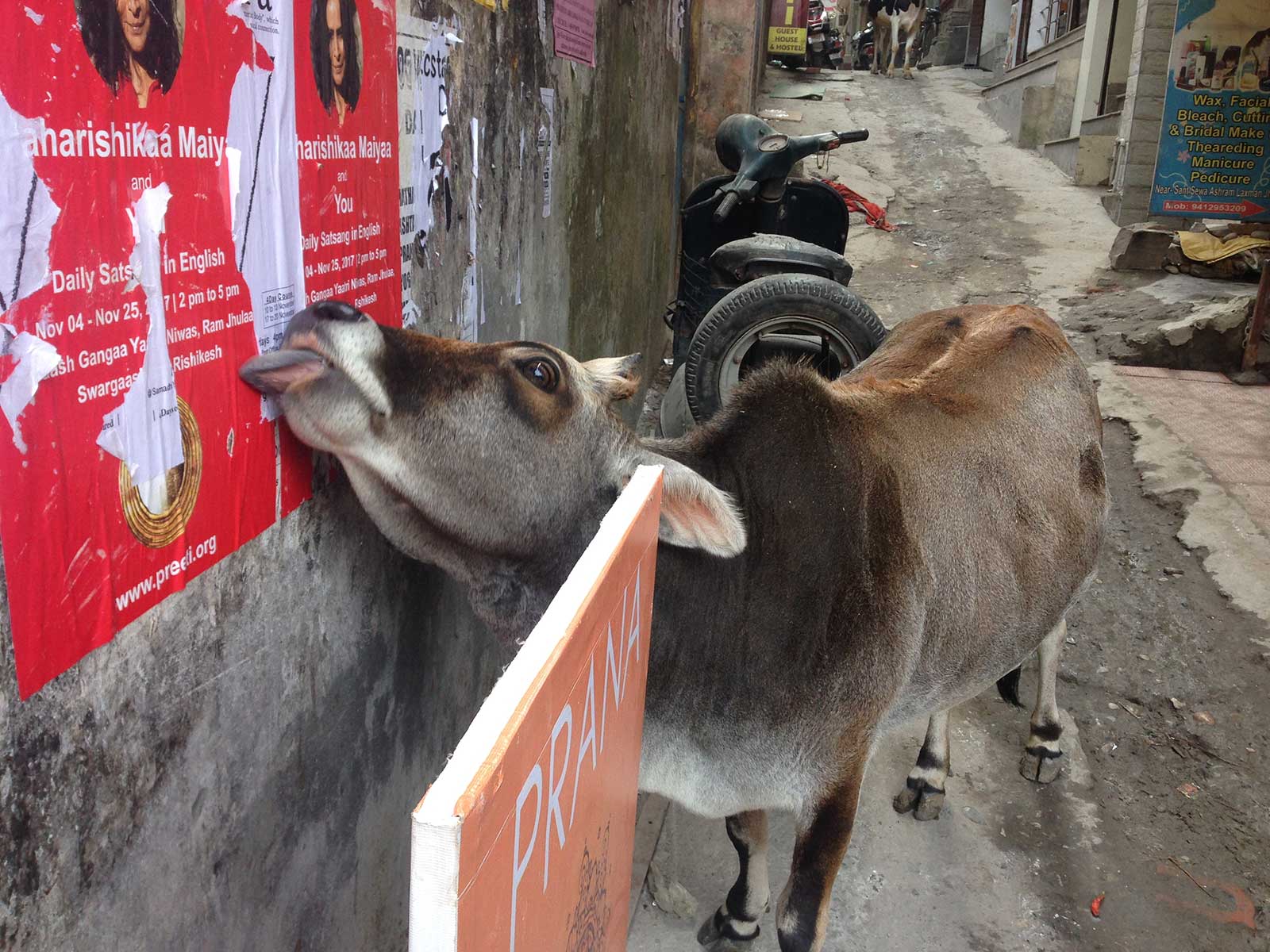Cows on the streets of Rishikesh