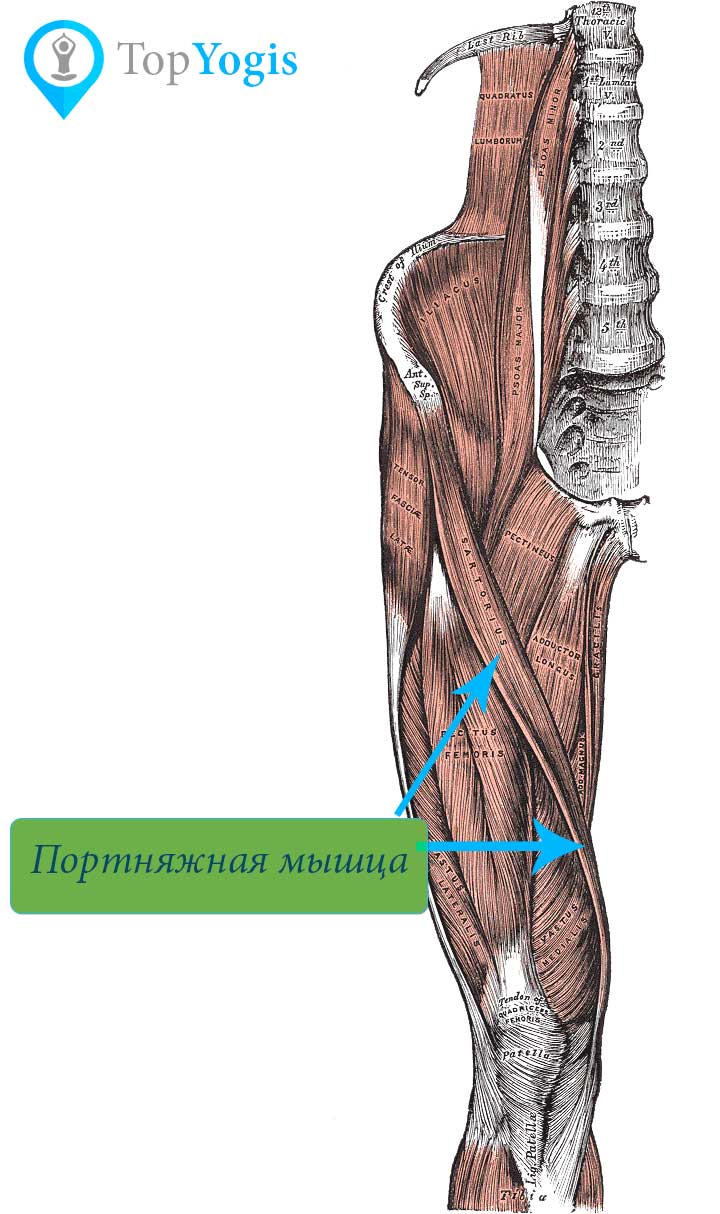 Портняжная мышца анатомия йоги