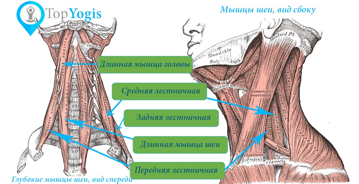 Лестничные мышцы шеи сгибатели шеи анатомия йоги