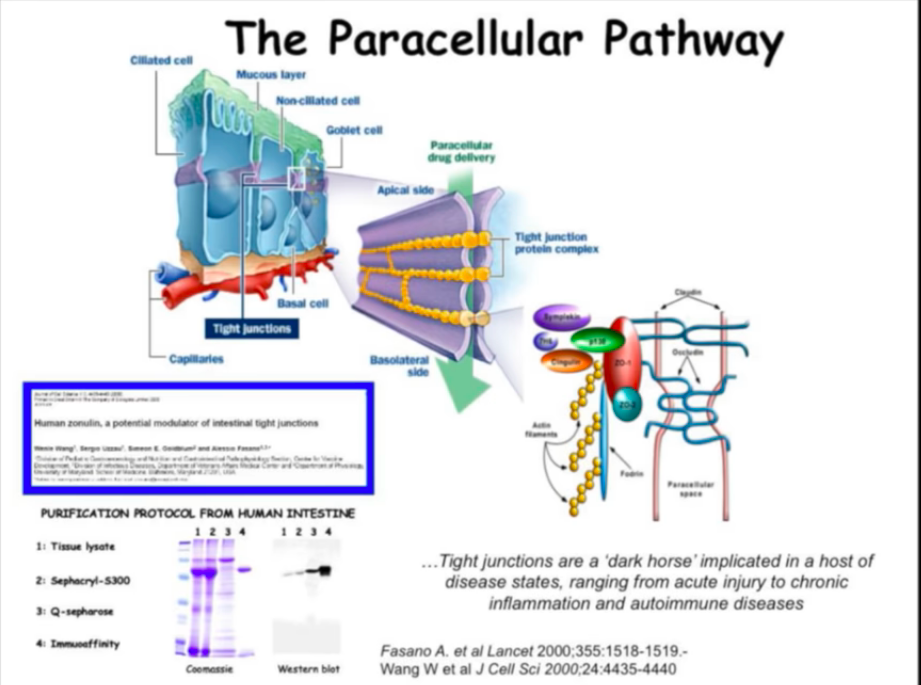 Молекулярный механизм кишечной проницаемости, зонулин и плотные соединения