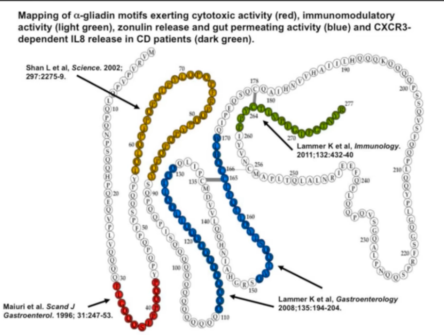 Molecule of gluten and how it impacts leaky gut, tight junctions and autoimminity