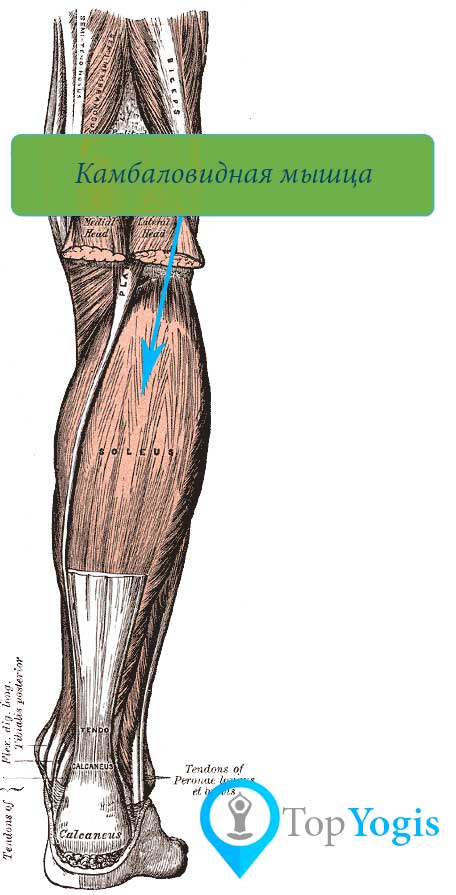 Камбаловидная мышца анатомия йоги