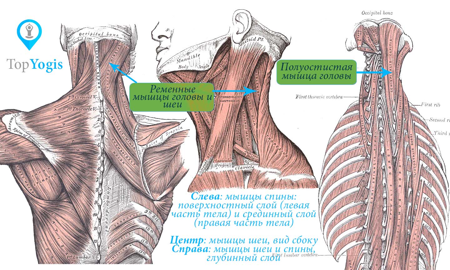 Полуостистая и ременные мышцы шеи анатомия йоги