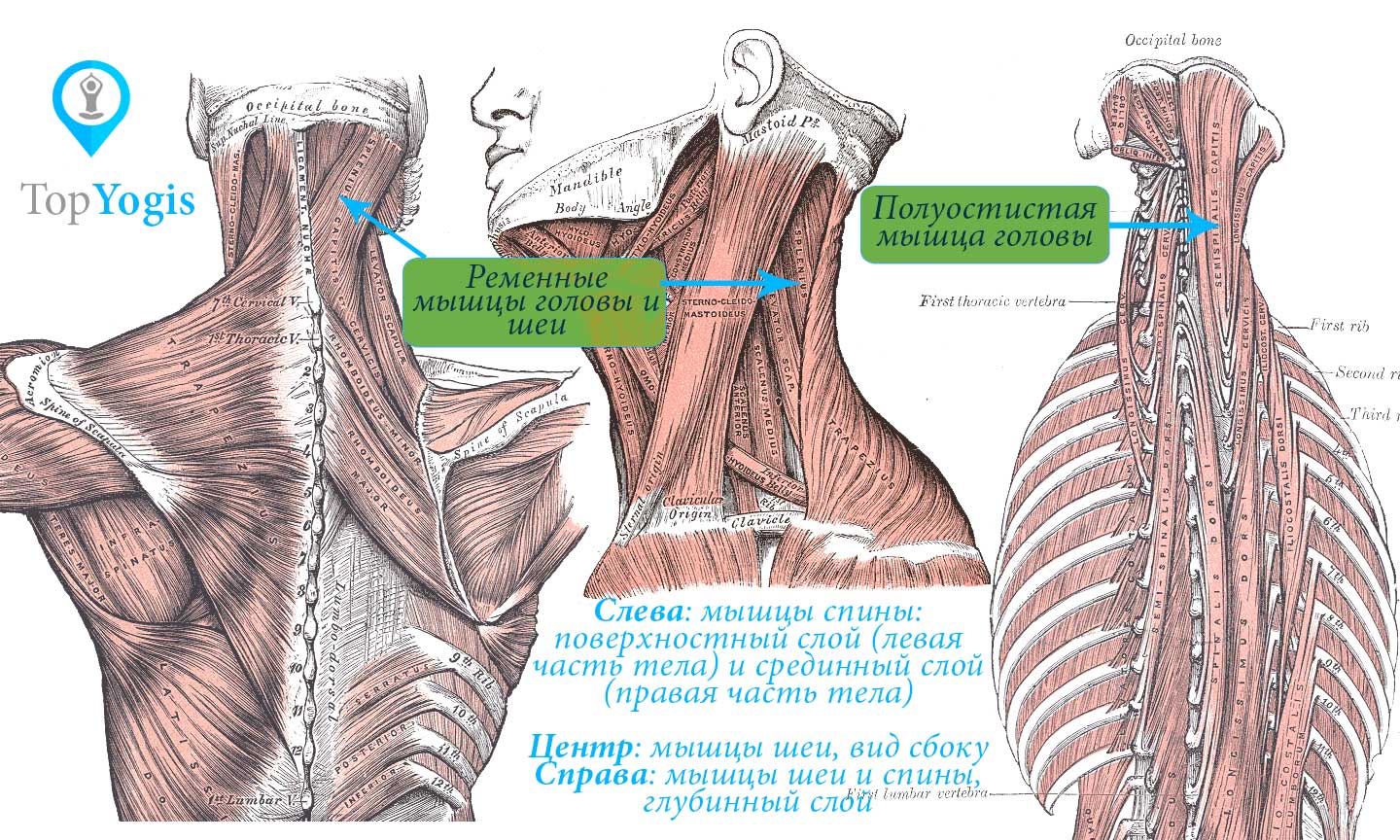 мышцы спины анатомия картинки с названиями