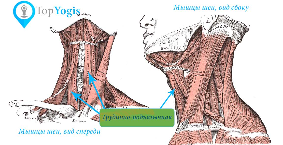 Грудинно-подъязычная мышца анатомия йоги