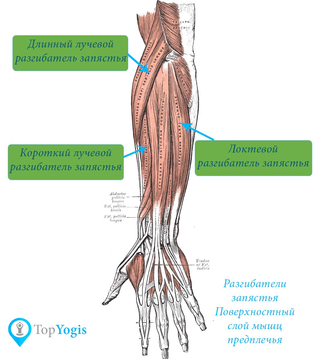 Мышцы руки разгибатели запястья анатомия йоги