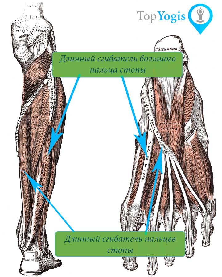 Сгибатели пальцев ноги анатомия йоги