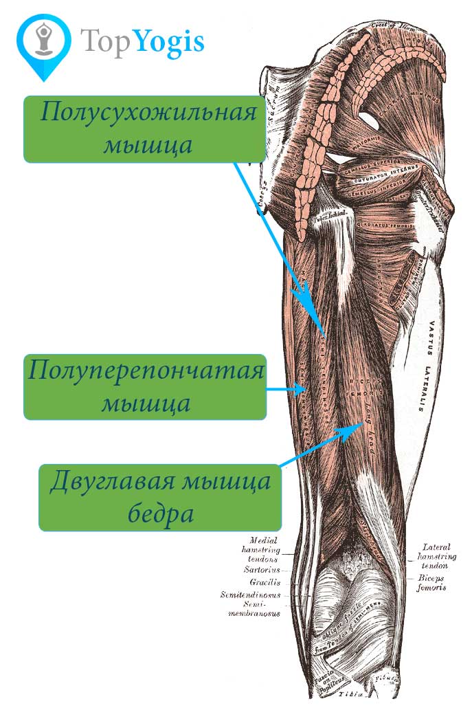 Задние мышцы бедра анатомия йоги хэмстринги