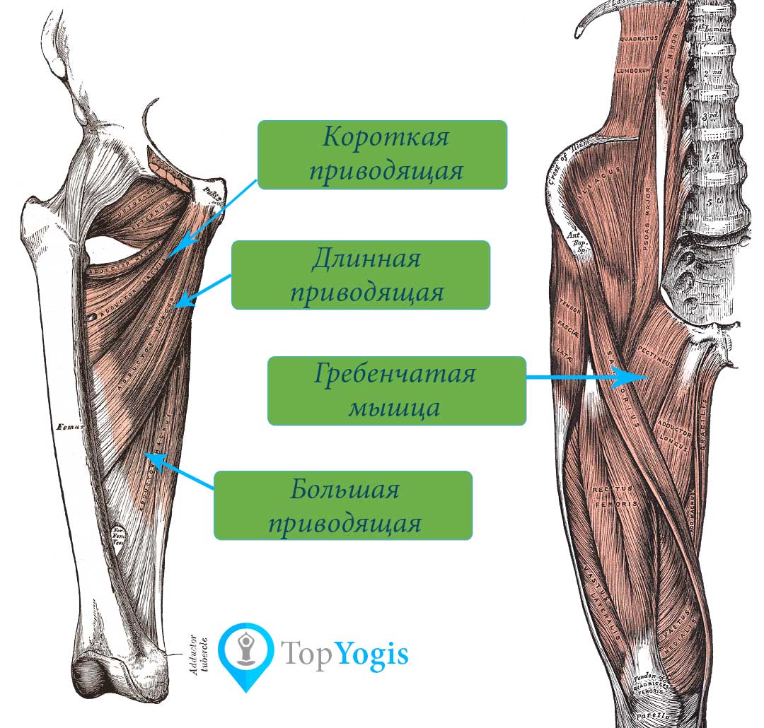 Приводящие мышцы бедра анатомия йоги