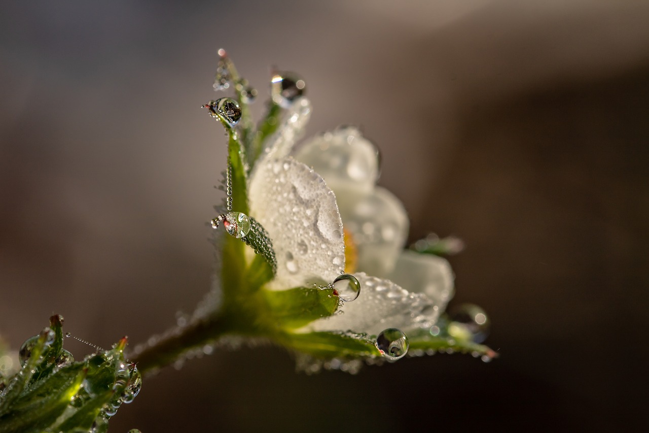 Flower appreciating simple things yogic non-attachment