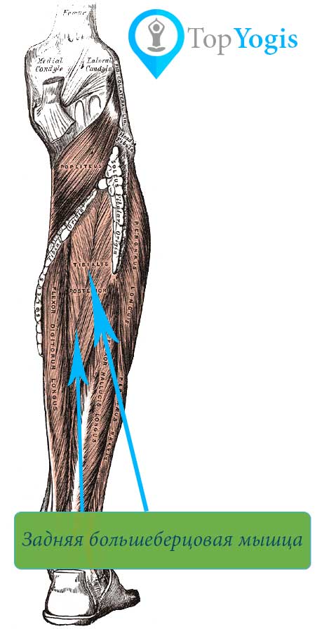 Задняя большеберцовая мышца