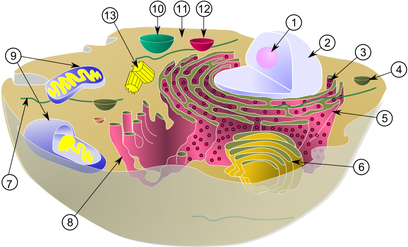 Органеллы клетки