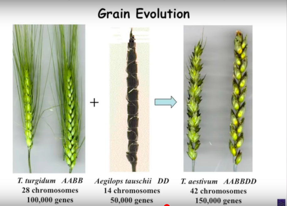The evolution of grains and impact of gluten on health and gut permeability, leaky gut