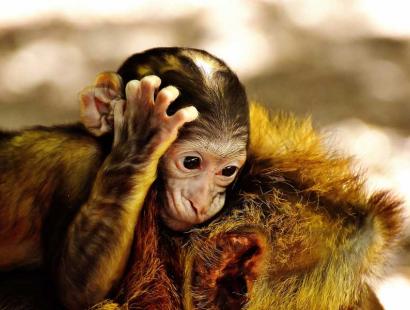Indian monkeys in Rishikesh avoid rabies