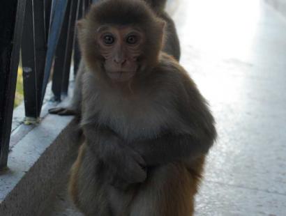Beware of monkeys in Rishikesh